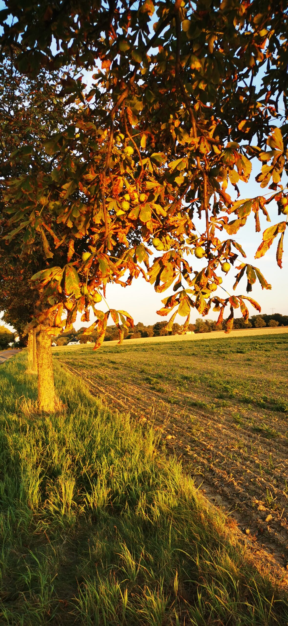 Grünpflege am Sperlingsberg
