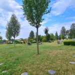 Grüner Friedhof mit Bäumen, blauem Himmel und Grabplatten auf dem Rasen, einige Bänke und Grabsteine im Hintergrund, friedliche Atmosphäre.